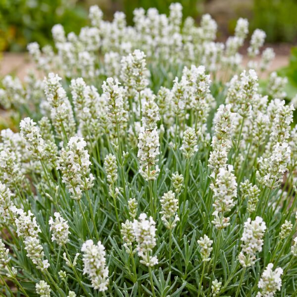 83912e642fac401b966f46ddbb4991ec95f7c362b3394efc96fe03a90452b344.jpg Lavandula ang. Edelweiss – Lavendel – Duftend – Weiß – 6 Pflanzen