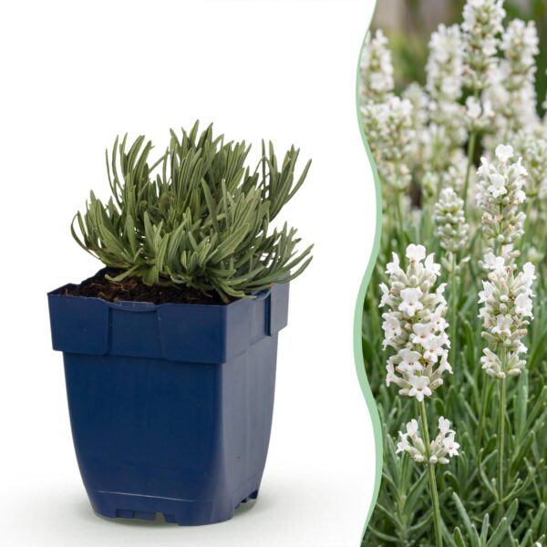 e8a801d23b9648c6be93cca242e20c44059db06103424de5a4e2099d16635691.jpg Lavandula ang. Edelweiss – Lavendel – Duftend – Weiß – 6 Pflanzen