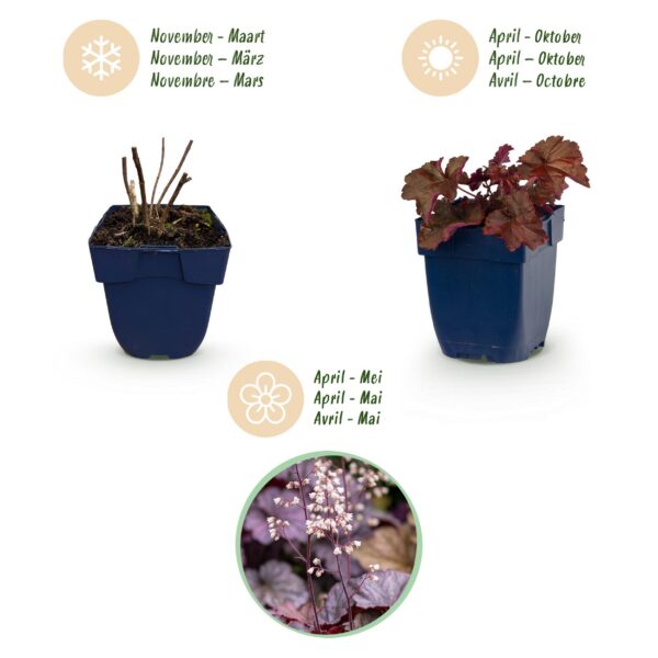 84fc14e9a1754698ba8ee110d8e58566155370fa36d44d06a51fe027836258c3.jpg Heuchera micr. Palace Purple – Purpurglöckchen – Schatten – Violett – 6 Pflanzen