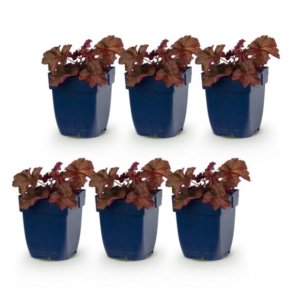 c47d98ab115c4114a27695eabcabfefd5919455374674e03a7202ee8e900a69f.jpg Heuchera micr. Palace Purple – Purpurglöckchen – Schatten – Violett – 6 Pflanzen