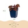 e555ac85c943480abe40851dfd9d9eaa368abaf8443043c18dcbf5c8cf480bd7.jpg Heuchera micr. Palace Purple – Purpurglöckchen – Schatten – Violett – 6 Pflanzen