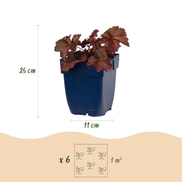 e555ac85c943480abe40851dfd9d9eaa368abaf8443043c18dcbf5c8cf480bd7.jpg Heuchera micr. Palace Purple – Purpurglöckchen – Schatten – Violett – 6 Pflanzen