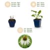 Echinacea purp. Alba – Sonnenhut – Bienen- und Schmetterlingsmagnet – Weiß – 6 Pflanzen