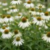 Echinacea purp. Alba – Sonnenhut – Bienen- und Schmetterlingsmagnet – Weiß – 6 Pflanzen