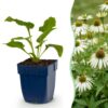 Echinacea purp. Alba – Sonnenhut – Bienen- und Schmetterlingsmagnet – Weiß – 6 Pflanzen