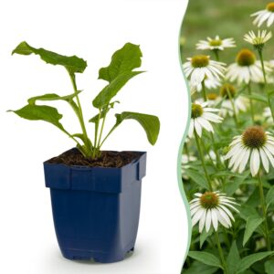d3dba23bc4134a07a92dfbfc94ee560691dcff22cd2a4d939ed7e3e3f58858b5.jpg Echinacea purp. Alba – Sonnenhut – Bienen- und Schmetterlingsmagnet – Weiß – 6 Pflanzen
