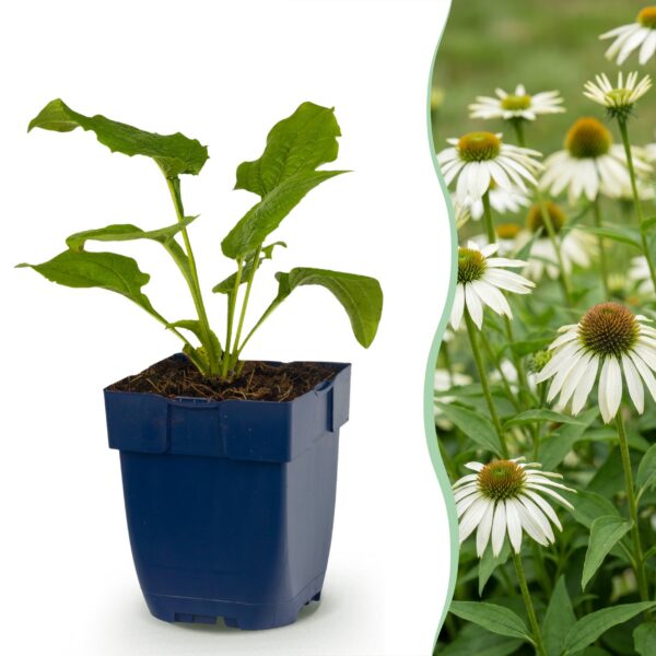 Echinacea purp. Alba – Sonnenhut – Bienen- und Schmetterlingsmagnet – Weiß – 6 Pflanzen