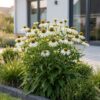 Echinacea purp. Alba – Sonnenhut – Bienen- und Schmetterlingsmagnet – Weiß – 6 Pflanzen