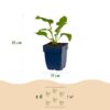 Echinacea purp. Alba – Sonnenhut – Bienen- und Schmetterlingsmagnet – Weiß – 6 Pflanzen
