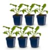 Echinacea purp. Magnus – Sonnenhut – Bienen- und Schmetterlingsmagnet – Rosa – 6 Pflanzen