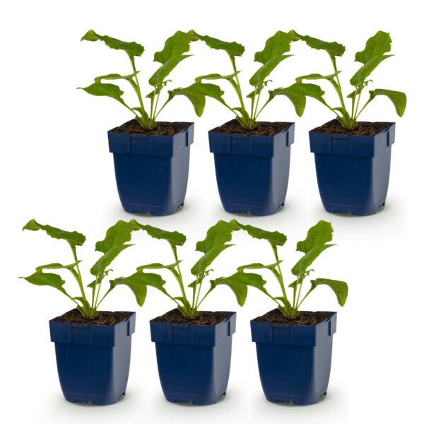 Echinacea purp. Magnus – Sonnenhut – Bienen- und Schmetterlingsmagnet – Rosa – 6 Pflanzen