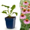 Echinacea purp. Magnus – Sonnenhut – Bienen- und Schmetterlingsmagnet – Rosa – 6 Pflanzen