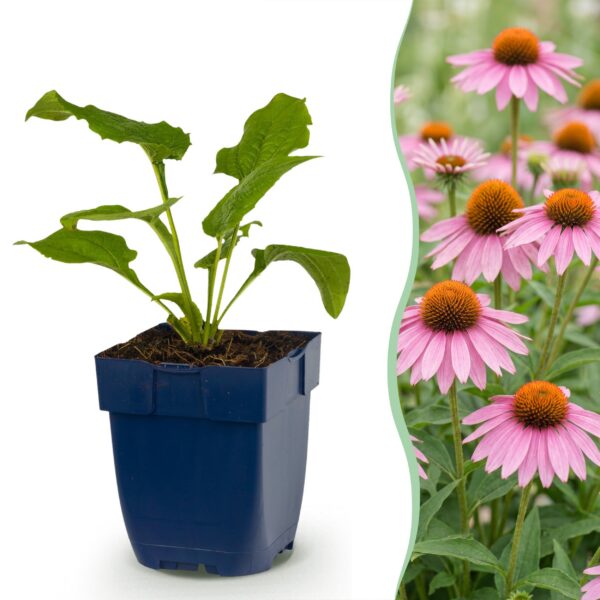 Echinacea purp. Magnus – Sonnenhut – Bienen- und Schmetterlingsmagnet – Rosa – 6 Pflanzen