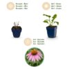 Echinacea purp. Magnus – Sonnenhut – Bienen- und Schmetterlingsmagnet – Rosa – 6 Pflanzen