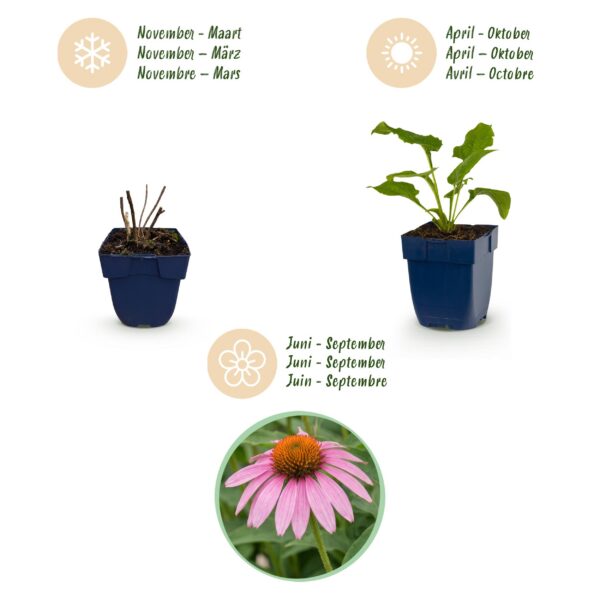 Echinacea purp. Magnus – Sonnenhut – Bienen- und Schmetterlingsmagnet – Rosa – 6 Pflanzen