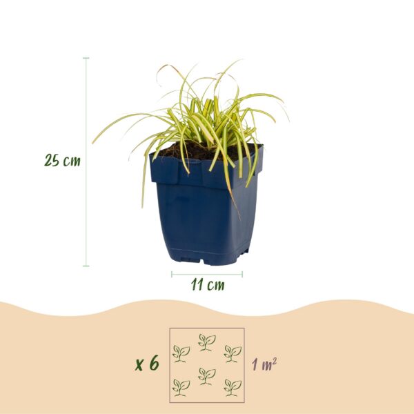 3c35ec7f98ce42c69401bc0c06e70a9c6e3410d787d347afbe22917daf36ef4e.jpg Carex oshimensis Evergold – Japanische Segge – Immergrün – Gelb-Grün – 6 Pflanzen
