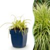 6846bcd626e54783a87b0b2b8f93a9f1d7566842bd244d58bd79fc100333c0c5.jpg Carex oshimensis Evergold – Japanische Segge – Immergrün – Gelb-Grün – 6 Pflanzen