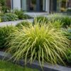73bbebd592554837a3508102cfd603b39c033d0a6f0340b5ac688fb13b81e942.jpg Carex oshimensis Evergold – Japanische Segge – Immergrün – Gelb-Grün – 6 Pflanzen