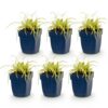 e6fdbf5a1c614e09a3b3306181331fa26fdb8c9ef53446da8ae57e03ae822f57.jpg Carex oshimensis Evergold – Japanische Segge – Immergrün – Gelb-Grün – 6 Pflanzen