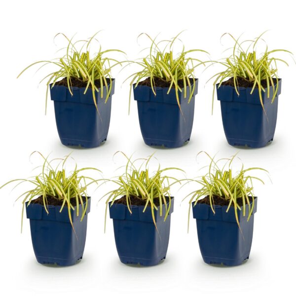 e6fdbf5a1c614e09a3b3306181331fa26fdb8c9ef53446da8ae57e03ae822f57.jpg Carex oshimensis Evergold – Japanische Segge – Immergrün – Gelb-Grün – 6 Pflanzen