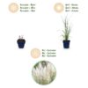 Cortaderia sort. Pumila – Zwerg-Pampasgras – mit Rispen – grau – 6 Pflanzen