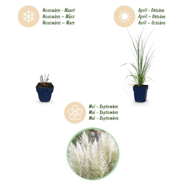 Cortaderia sort. Pumila – Zwerg-Pampasgras – mit Rispen – grau – 6 Pflanzen