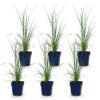 Cortaderia sort. Pumila – Zwerg-Pampasgras – mit Rispen – grau – 6 Pflanzen