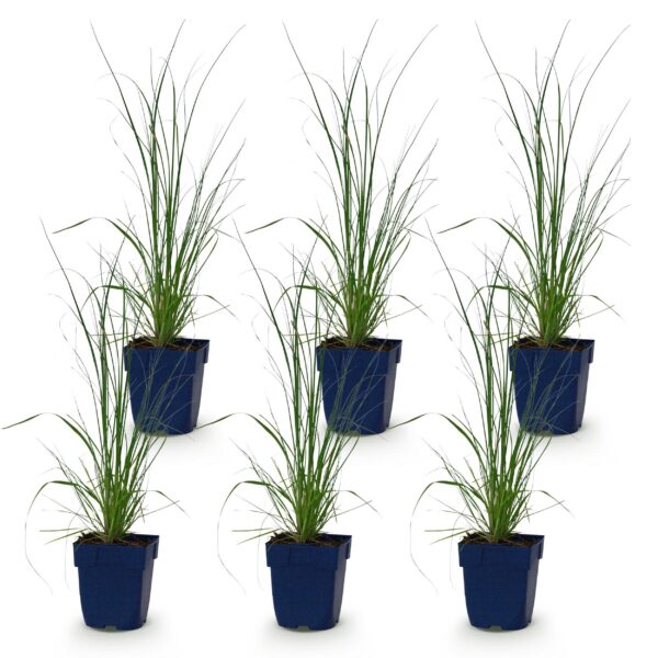 Cortaderia sort. Pumila – Zwerg-Pampasgras – mit Rispen – grau – 6 Pflanzen