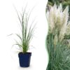 Cortaderia sort. Pumila – Zwerg-Pampasgras – mit Rispen – grau – 6 Pflanzen