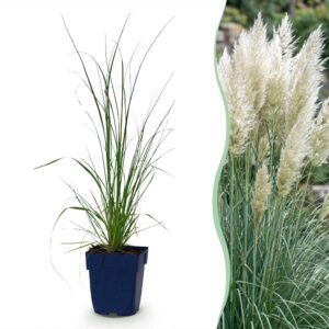 d1e962de2901442596607e205e2d9e128139736045364cb29bf5e2a8ce9a144b.jpg Cortaderia sort. Pumila – Zwerg-Pampasgras – mit Rispen – grau – 6 Pflanzen