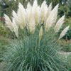 Cortaderia sort. Pumila – Zwerg-Pampasgras – mit Rispen – grau – 6 Pflanzen