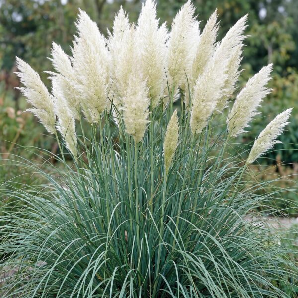 Cortaderia sort. Pumila – Zwerg-Pampasgras – mit Rispen – grau – 6 Pflanzen