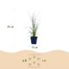 Cortaderia sort. Pumila – Zwerg-Pampasgras – mit Rispen – grau – 6 Pflanzen
