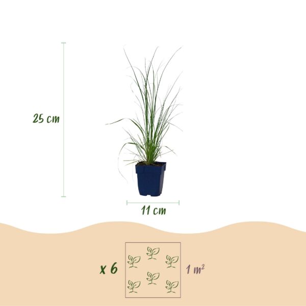 Cortaderia sort. Pumila – Zwerg-Pampasgras – mit Rispen – grau – 6 Pflanzen