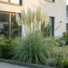 Cortaderia sort. Pumila – Zwerg-Pampasgras – mit Rispen – grau – 6 Pflanzen