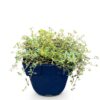 3819dab750834ea6987a3637c3561d217c10dc81a0504baa8641fdaee9a31034.jpg Thymus praecox Red Carpet – Kriechender Thymian – Duftend – Rot-Rosa