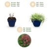 aa6bccf74ffa4009827d75d35398f77e073860ef94c24004b19fe8650a995698.jpg Thymus praecox Red Carpet – Kriechender Thymian – Duftend – Rot-Rosa