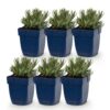 Lavandula Tricolour – Lavendel – Duftend – Blau – Rosa – Weiß – 6 Pflanzen