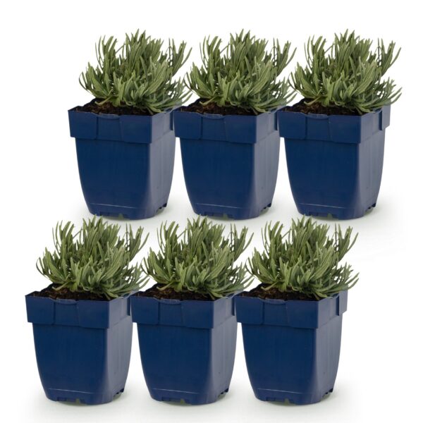 Lavandula Tricolour – Lavendel – Duftend – Blau – Rosa – Weiß – 6 Pflanzen