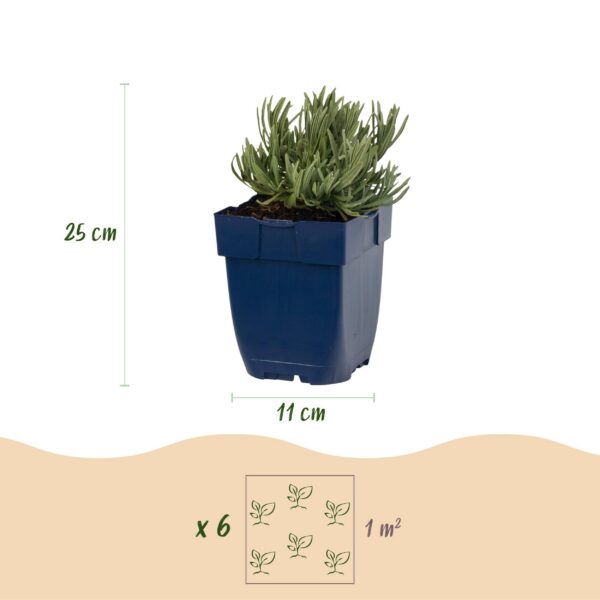 Lavandula Tricolour – Lavendel – Duftend – Blau – Rosa – Weiß – 6 Pflanzen