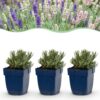 Lavandula Tricolour – Lavendel – Duftend – Blau – Rosa – Weiß – 6 Pflanzen
