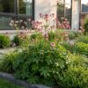 Astrantia major – Sternkraut – Schatten – Weiß-Rosa – 6 Pflanzen