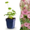 Astrantia major – Sternkraut – Schatten – Weiß-Rosa – 6 Pflanzen