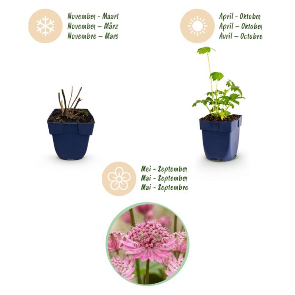 Astrantia major – Sternkraut – Schatten – Weiß-Rosa – 6 Pflanzen