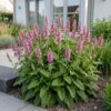 Stachys off. Ukkie – Eselsohr – Felspflanze – Rosa