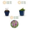 Stachys off. Ukkie – Eselsohr – Felspflanze – Rosa