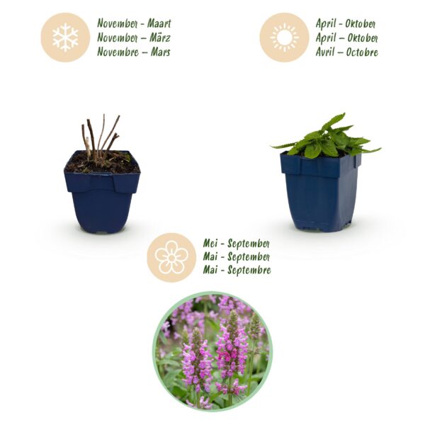 Stachys off. Ukkie – Eselsohr – Felspflanze – Rosa