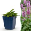 Stachys off. Ukkie – Eselsohr – Felspflanze – Rosa