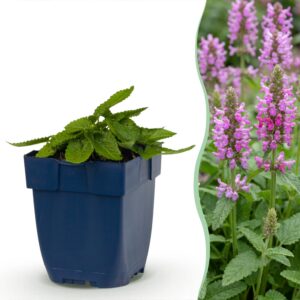 88270e609e414d1698bc0c7b4f1b57bc43af7383db614f70a01def5dac703649.jpg Stachys off. Ukkie – Eselsohr – Felspflanze – Rosa