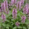 Stachys off. Ukkie – Eselsohr – Felspflanze – Rosa